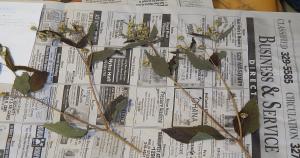 Image illustrating QR Codes For Mold Removal Business